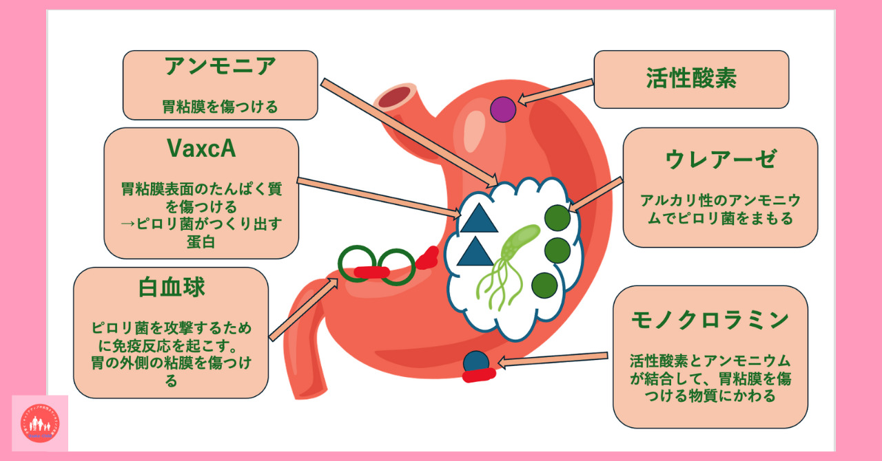 postpartum-anemia-possible-diseases