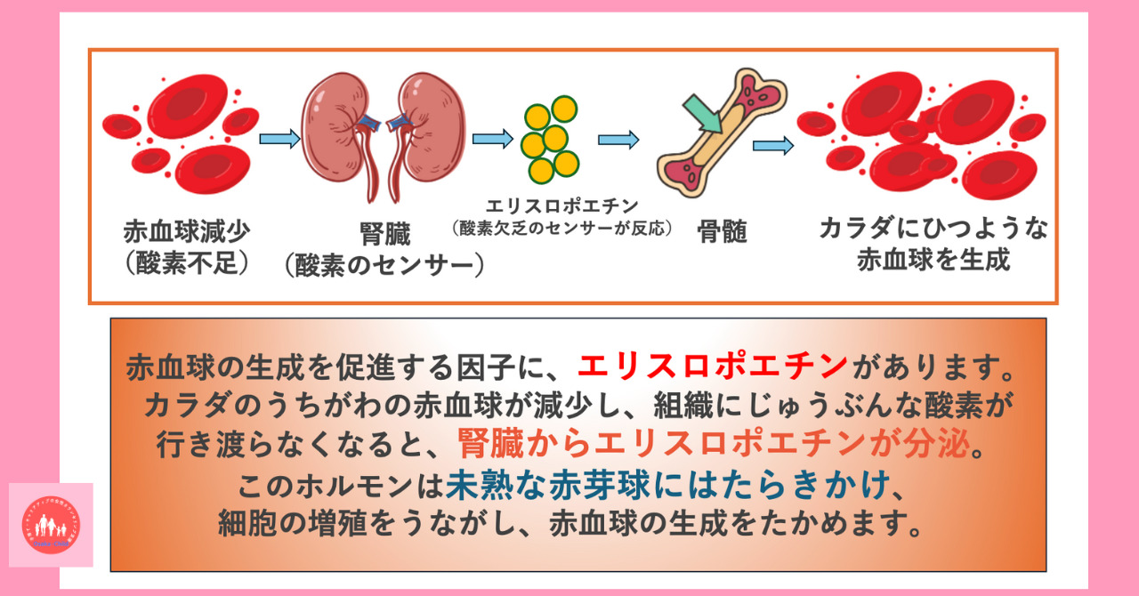 postpartum-anemia-possible-diseases