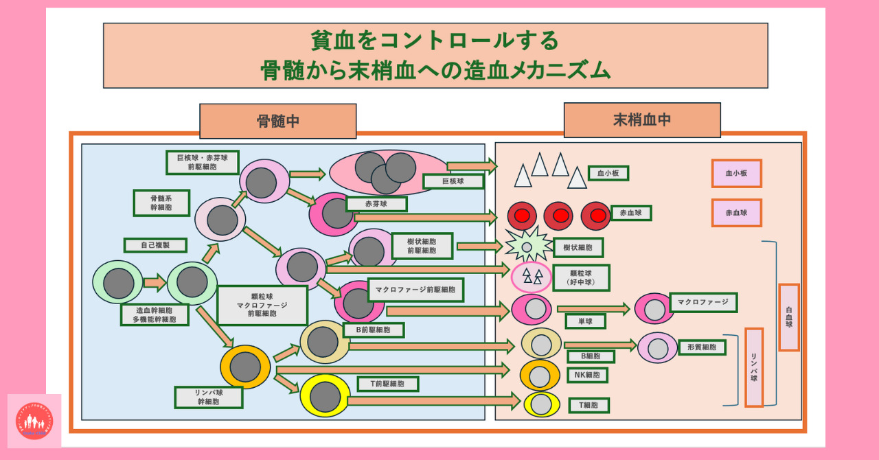 postpartum-anemia-diagnosis