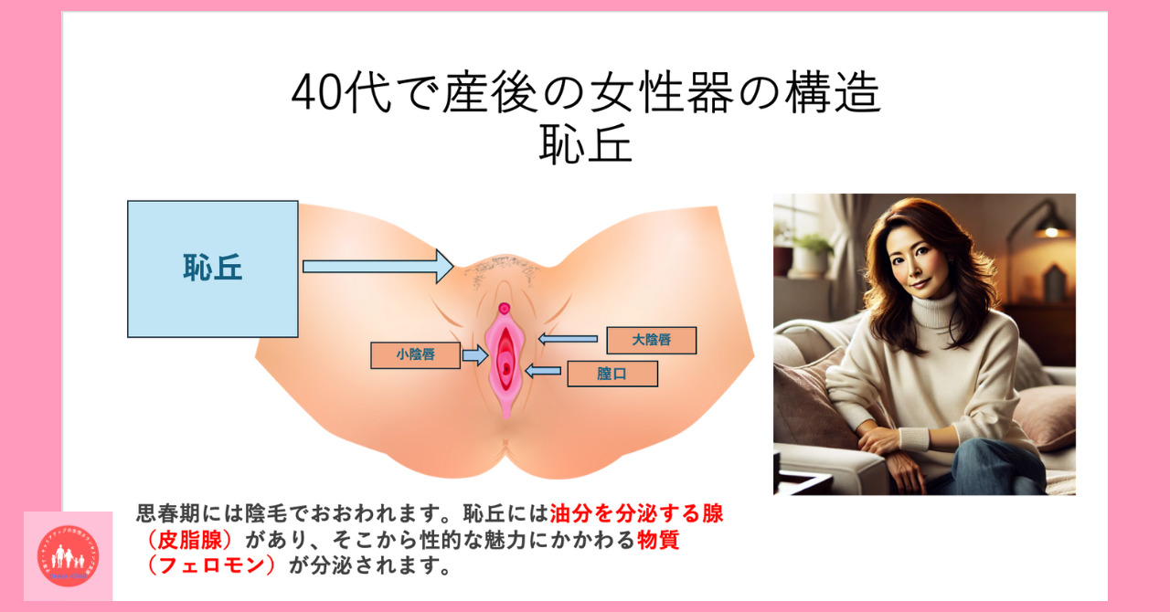 postpartum-female-genitalia-structure-function