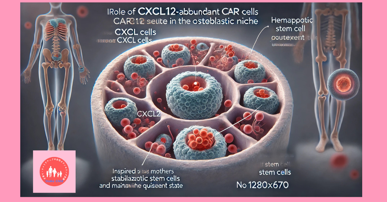 postpartum-severe-anemia-red-blood-cell-hematopoiesis-niche