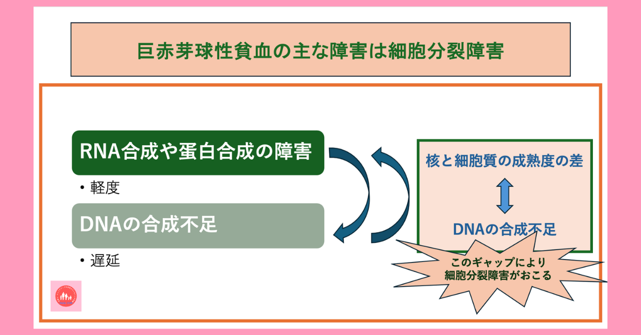 postpartum-megaloblastic-anemia-treatment