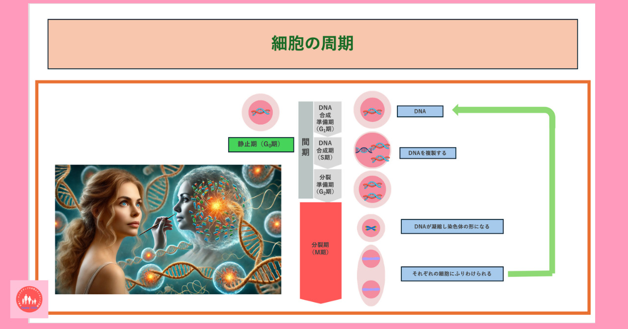 cell-cycle