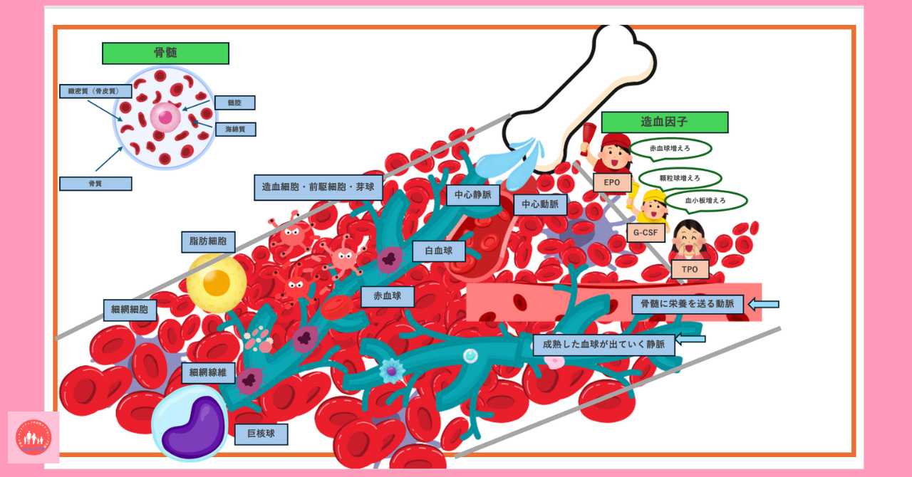 hematopoiesis-and-bone-marrow