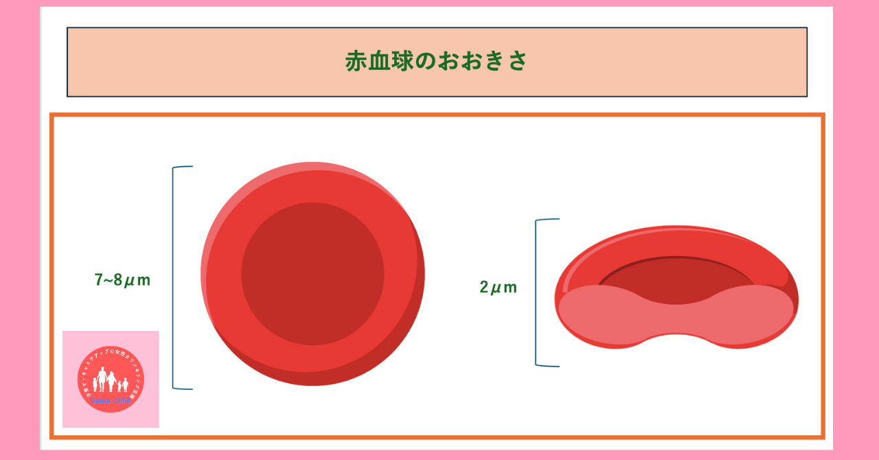 red-blood-cell