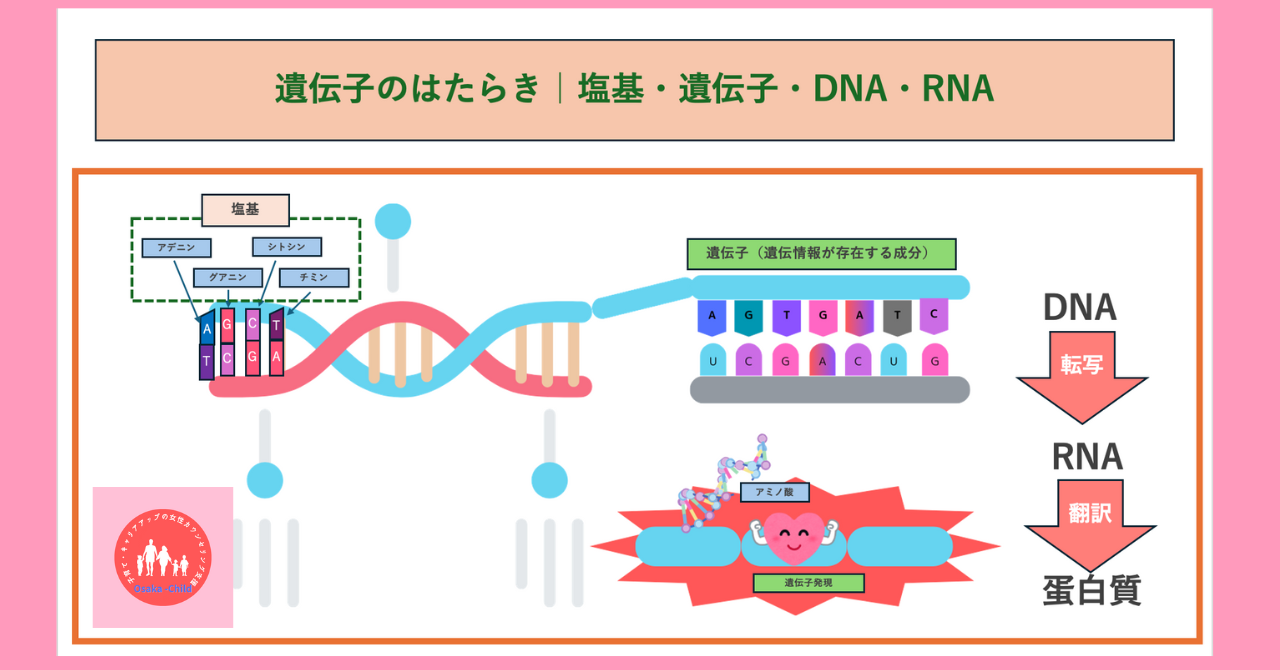 gene-expression-transcription-translation