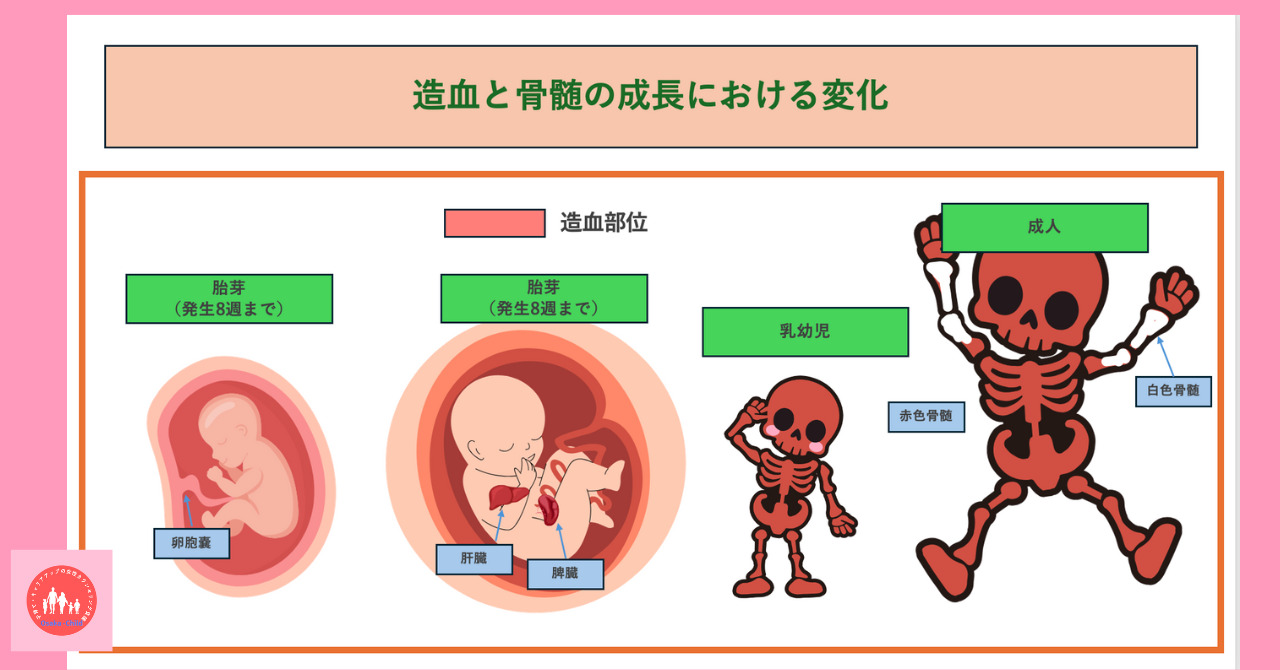 hematopoiesis-and-bone-marrow