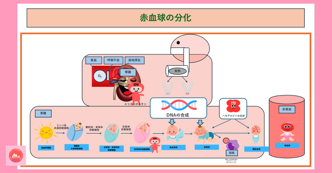 red-blood-cell-differentiation