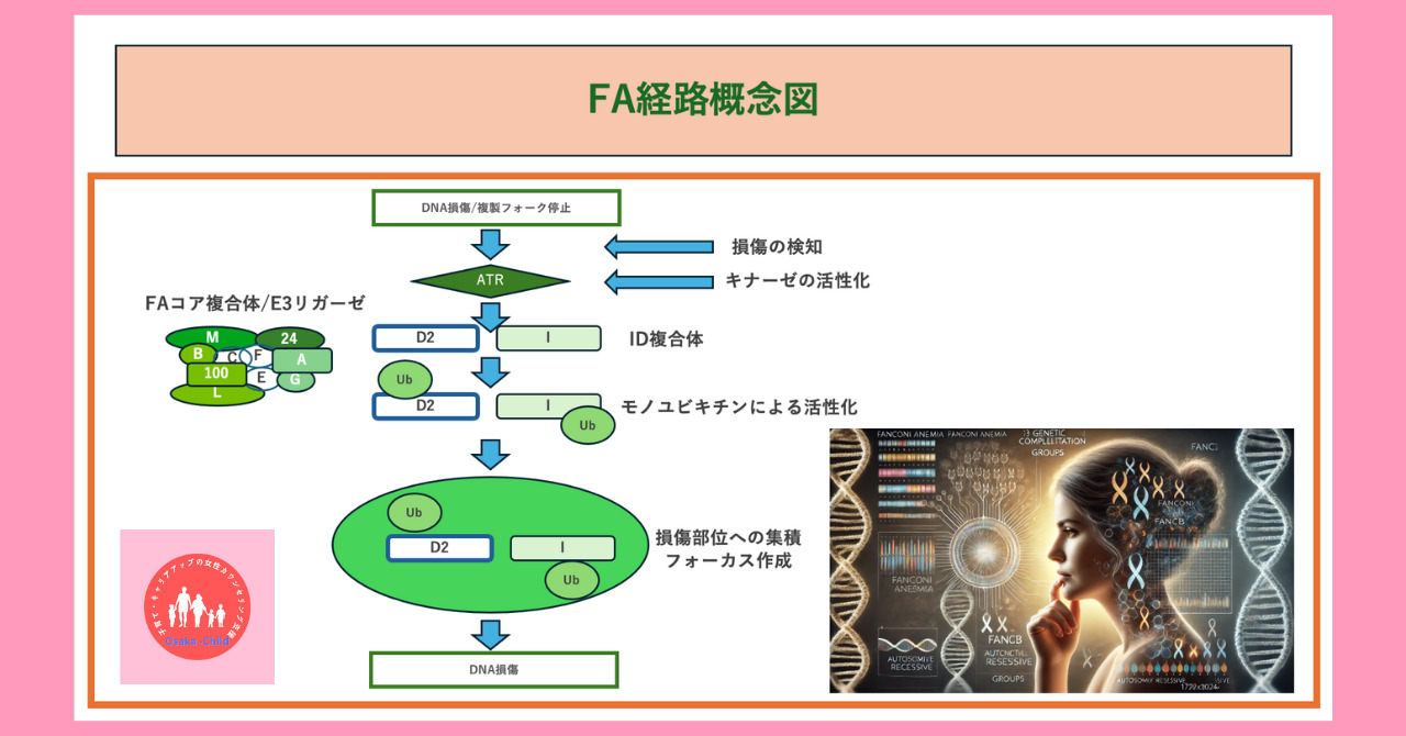 postpartum-fanconi-anemia-molecular-mechanism-treatment