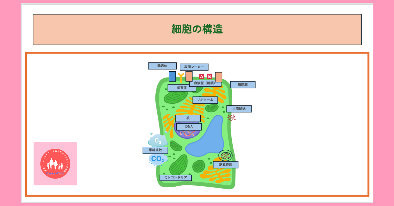 cell-structure-cell-membrane