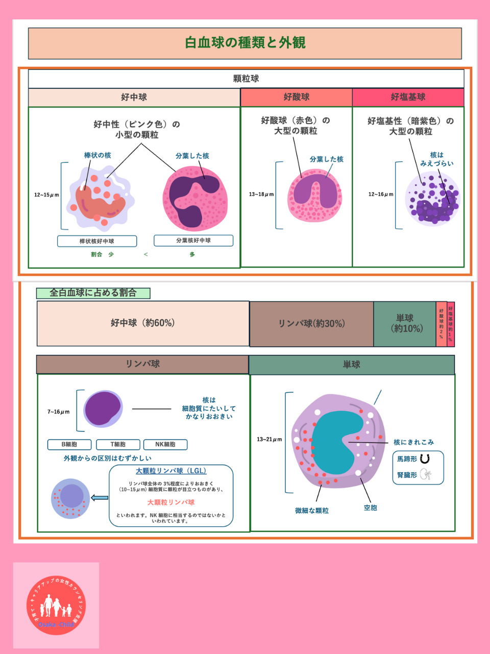 white-blood-cell-types