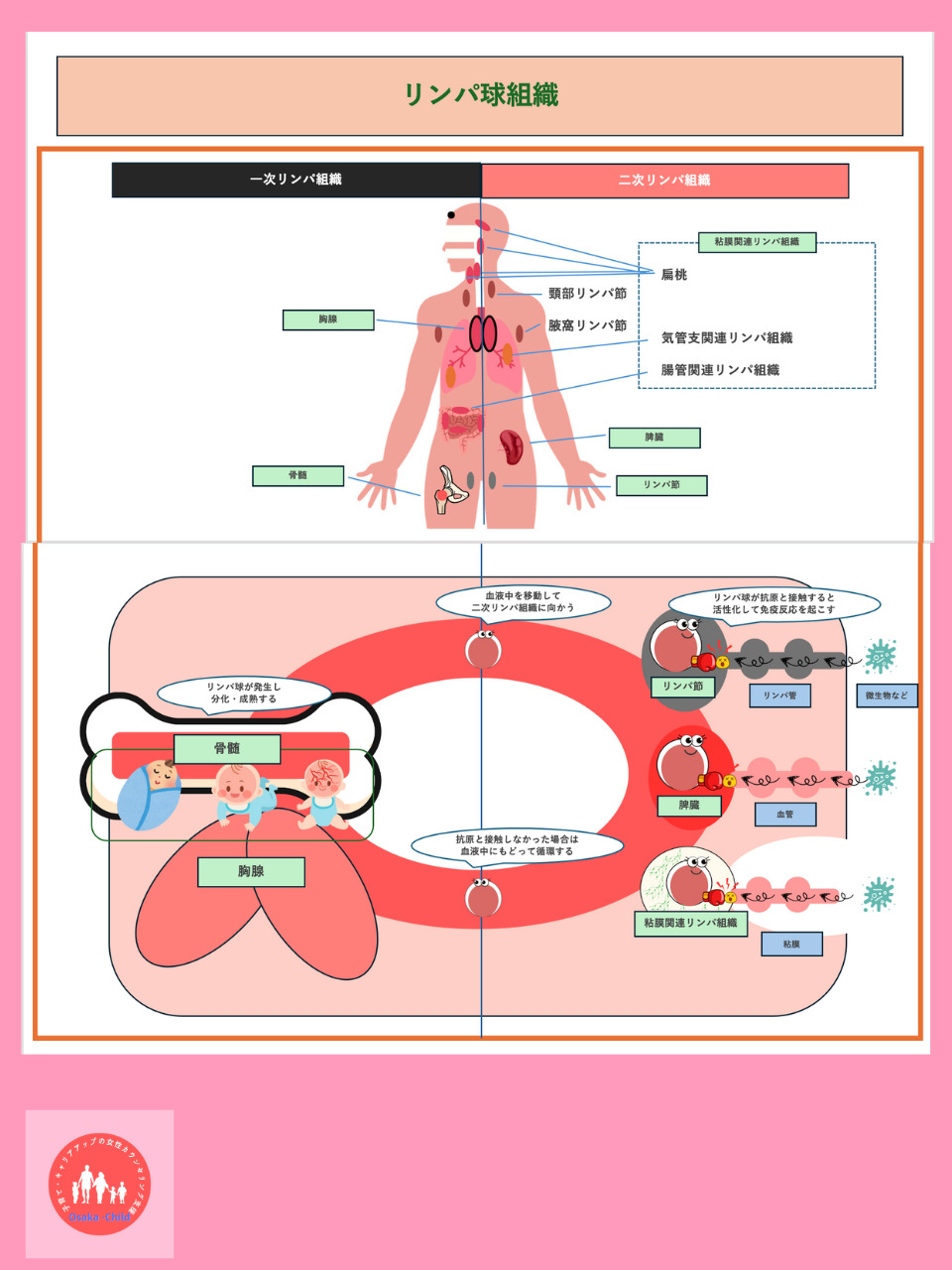 lymphatic-tissue