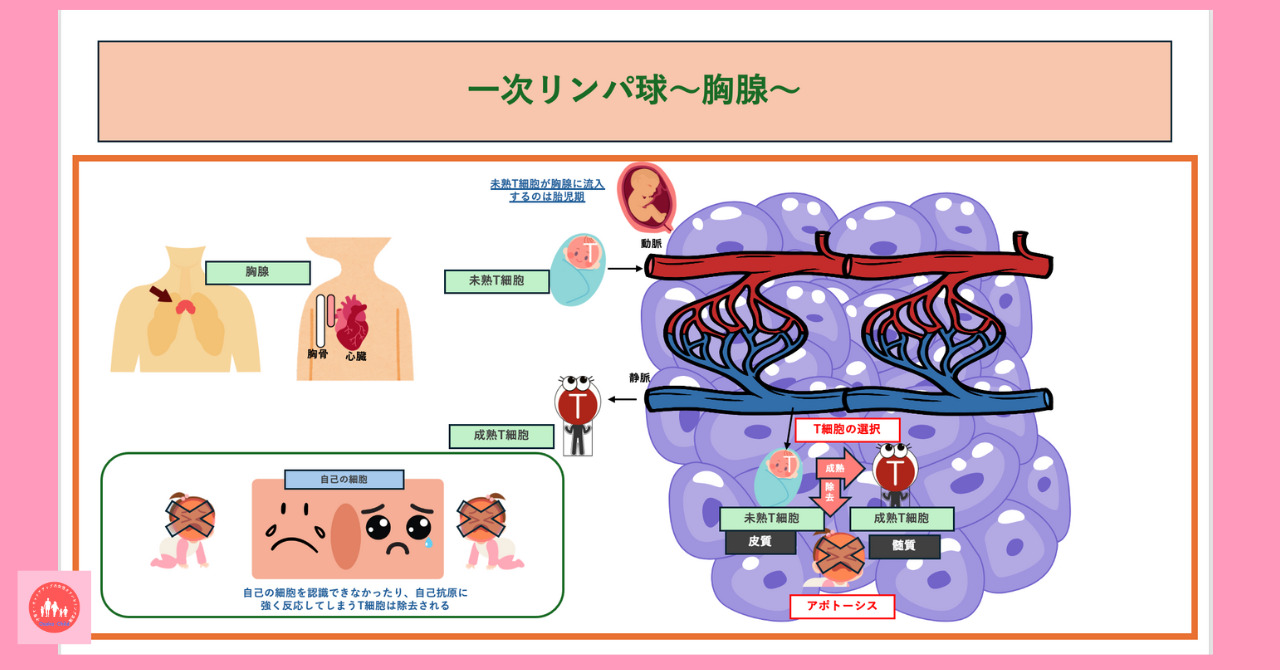 primary-lymphoid-organ-thymus