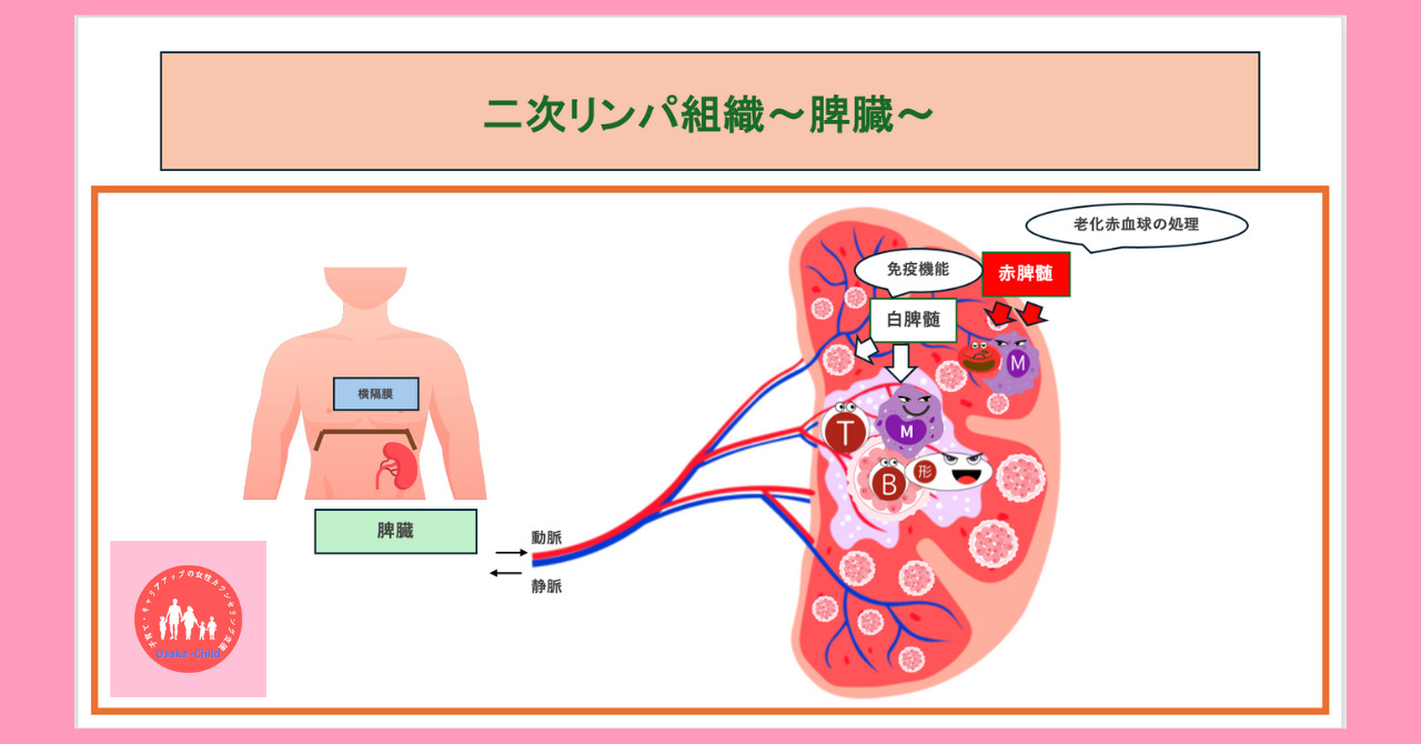 secondary-lymphoid-organ-spleen