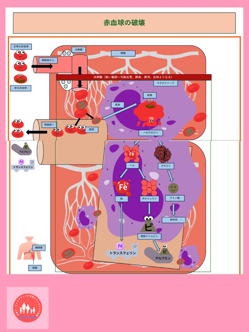 red-blood-cell-destruction