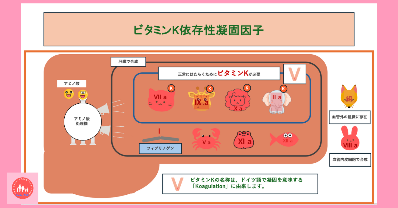 vitamin-k-dependent-coagulation-factors