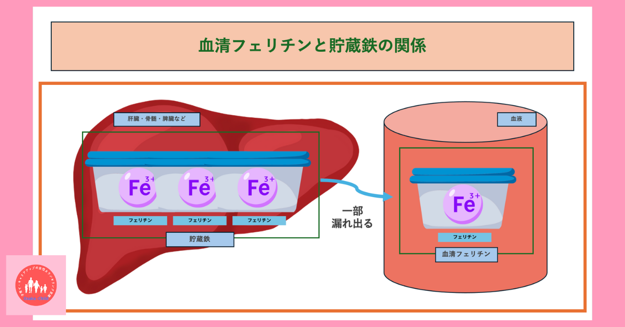 serum-ferritin-storage-iron