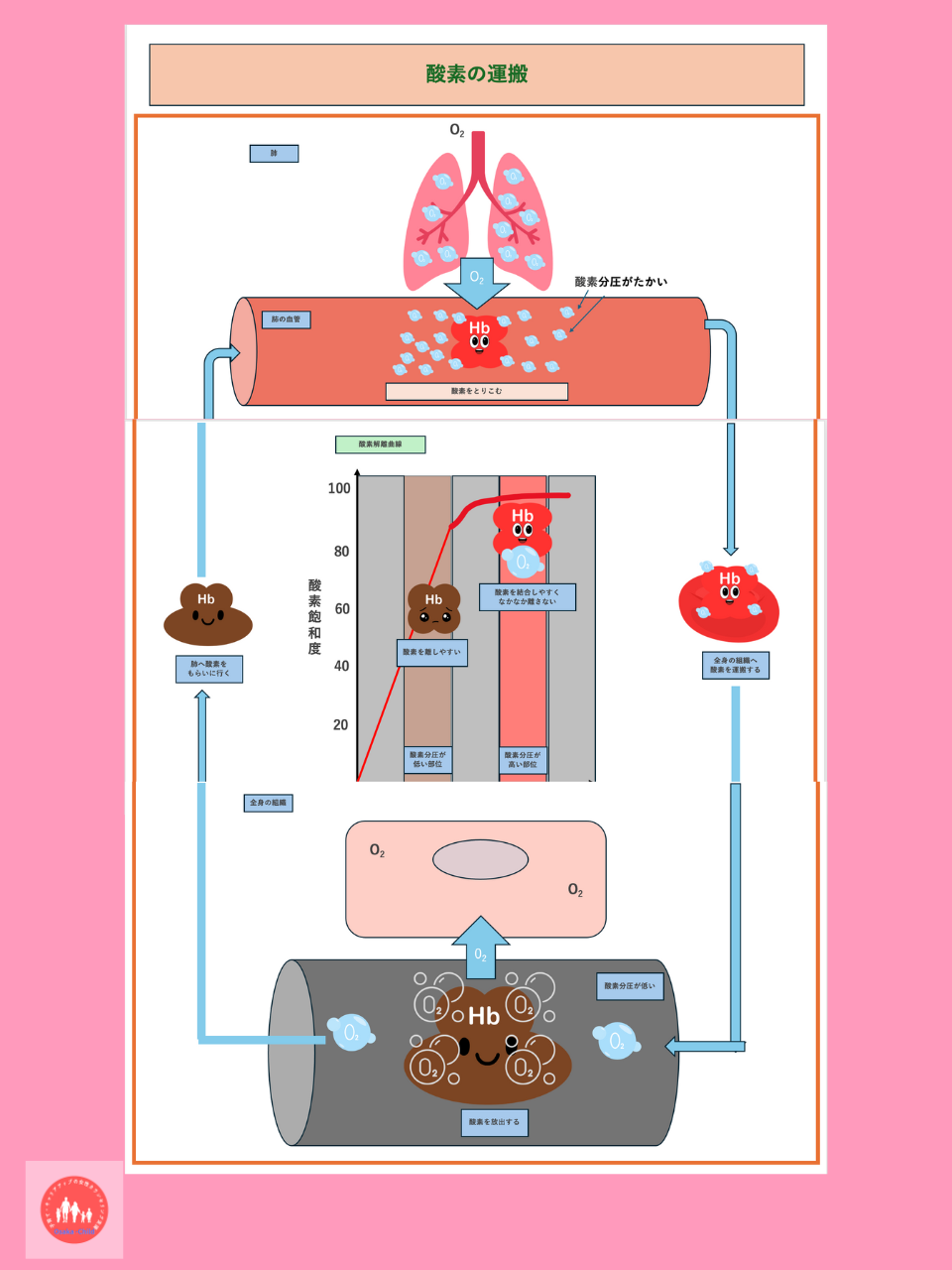 red-blood-cell-function