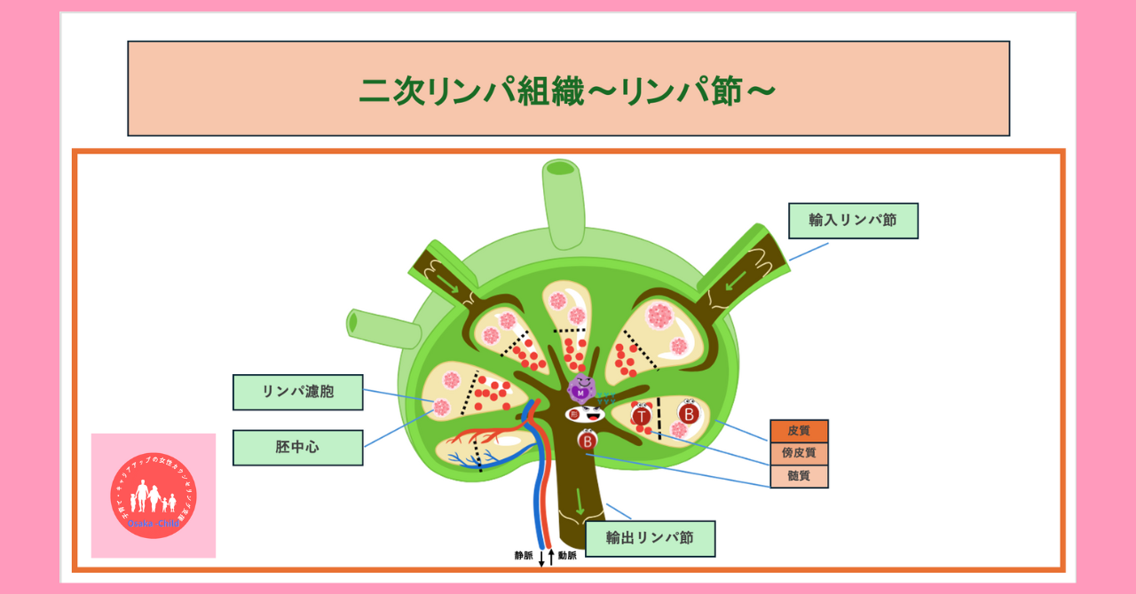 secondary-lymphoid-tissue-lymph-node