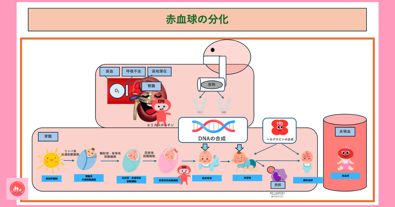 erythropoietin-secretion-regulation