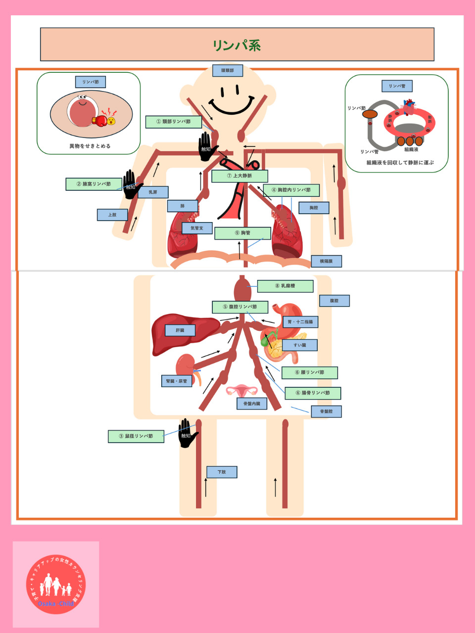 lymphatic-system