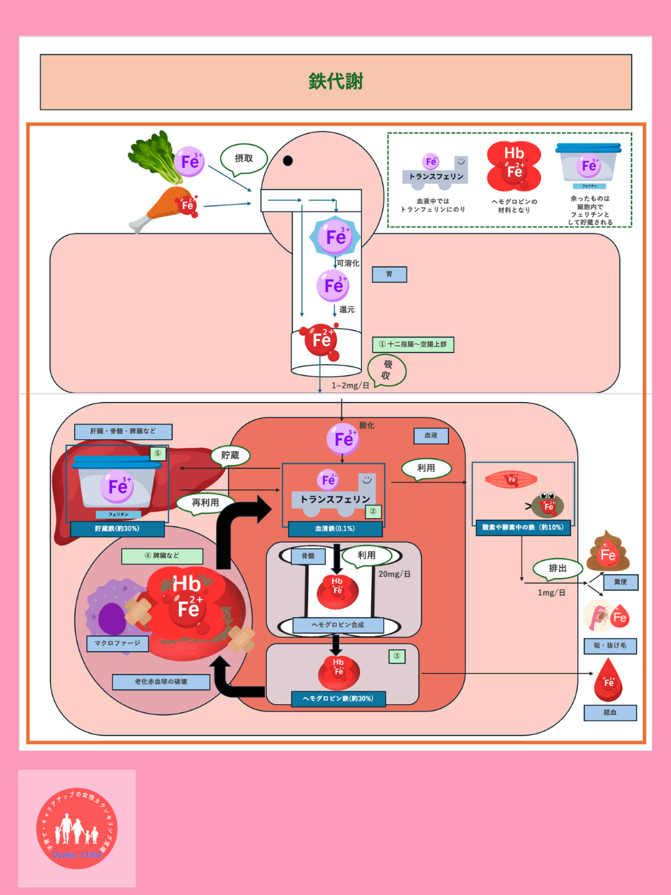 iron-metabolism iron-absorption