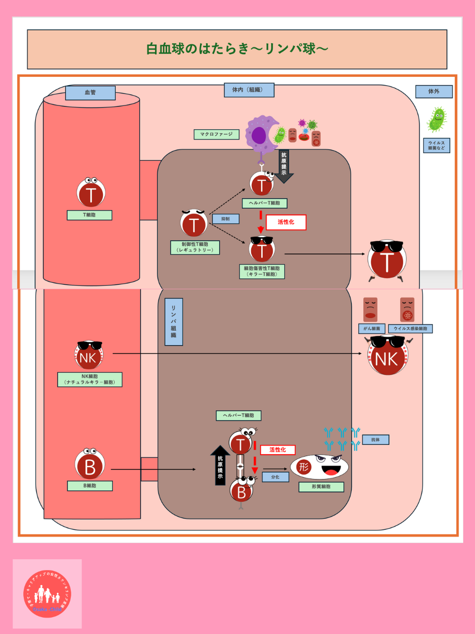 white-blood-cell-function-lymphocyte