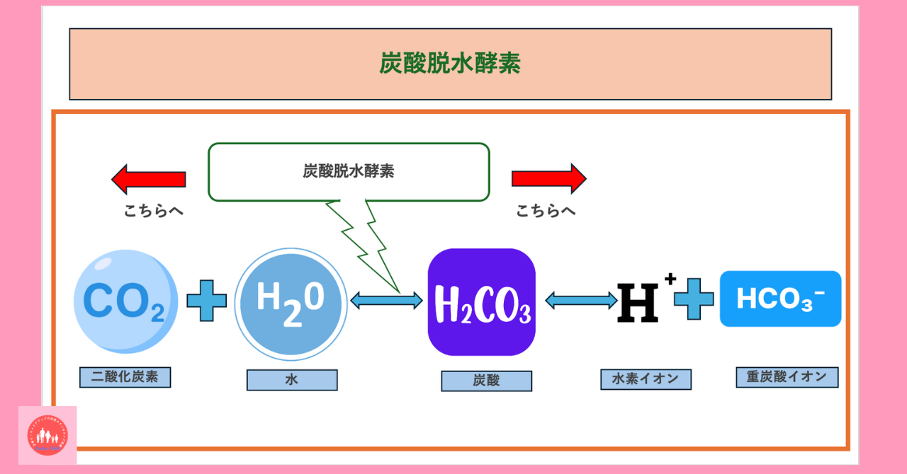 carbonic-anhydrase