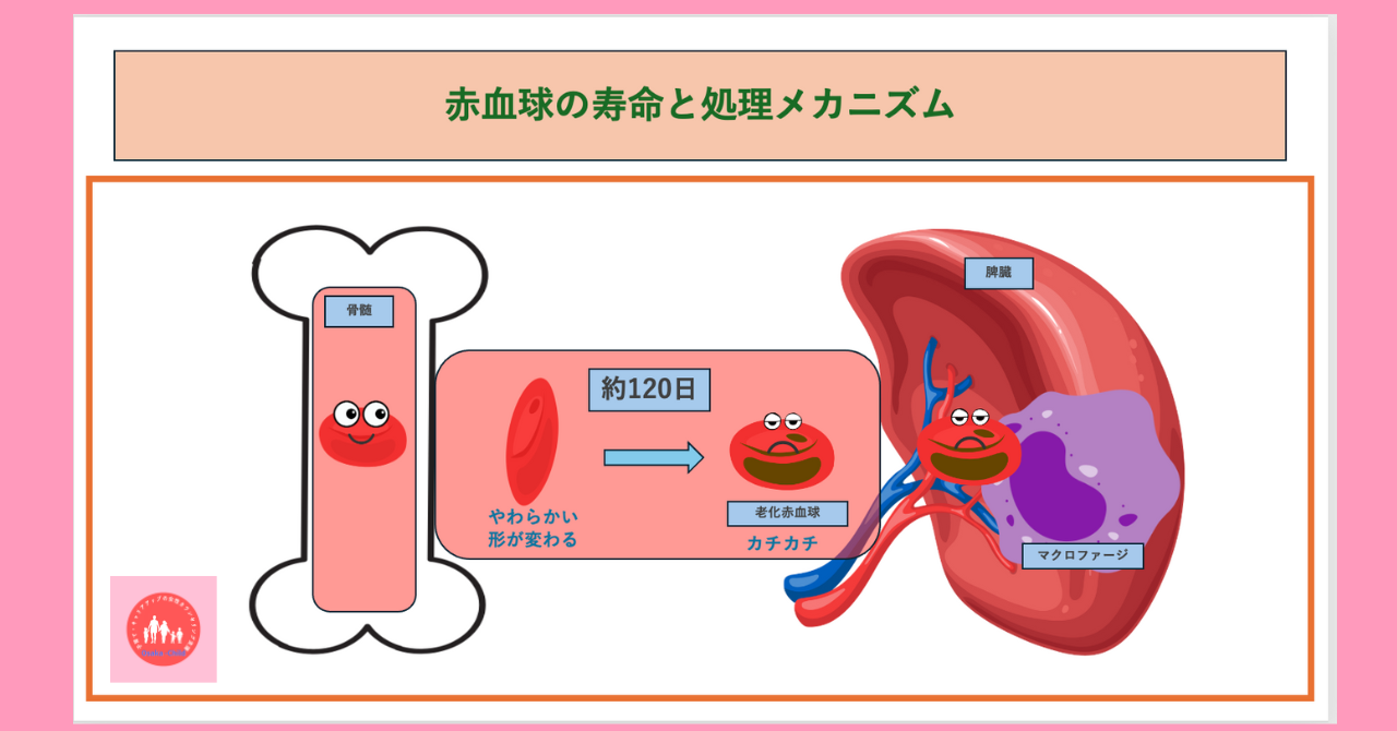 red-blood-cell-destruction