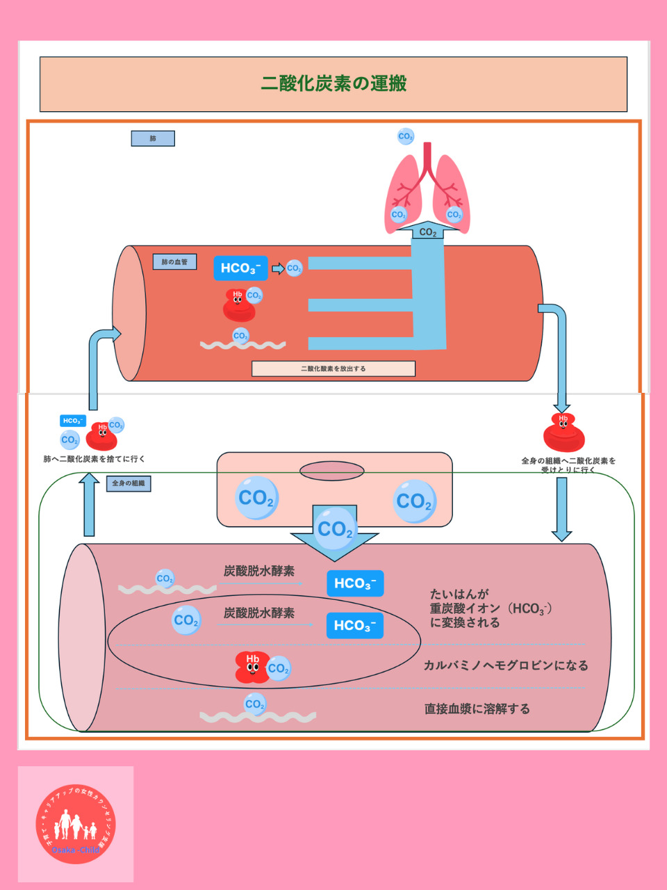 red-blood-cell-function