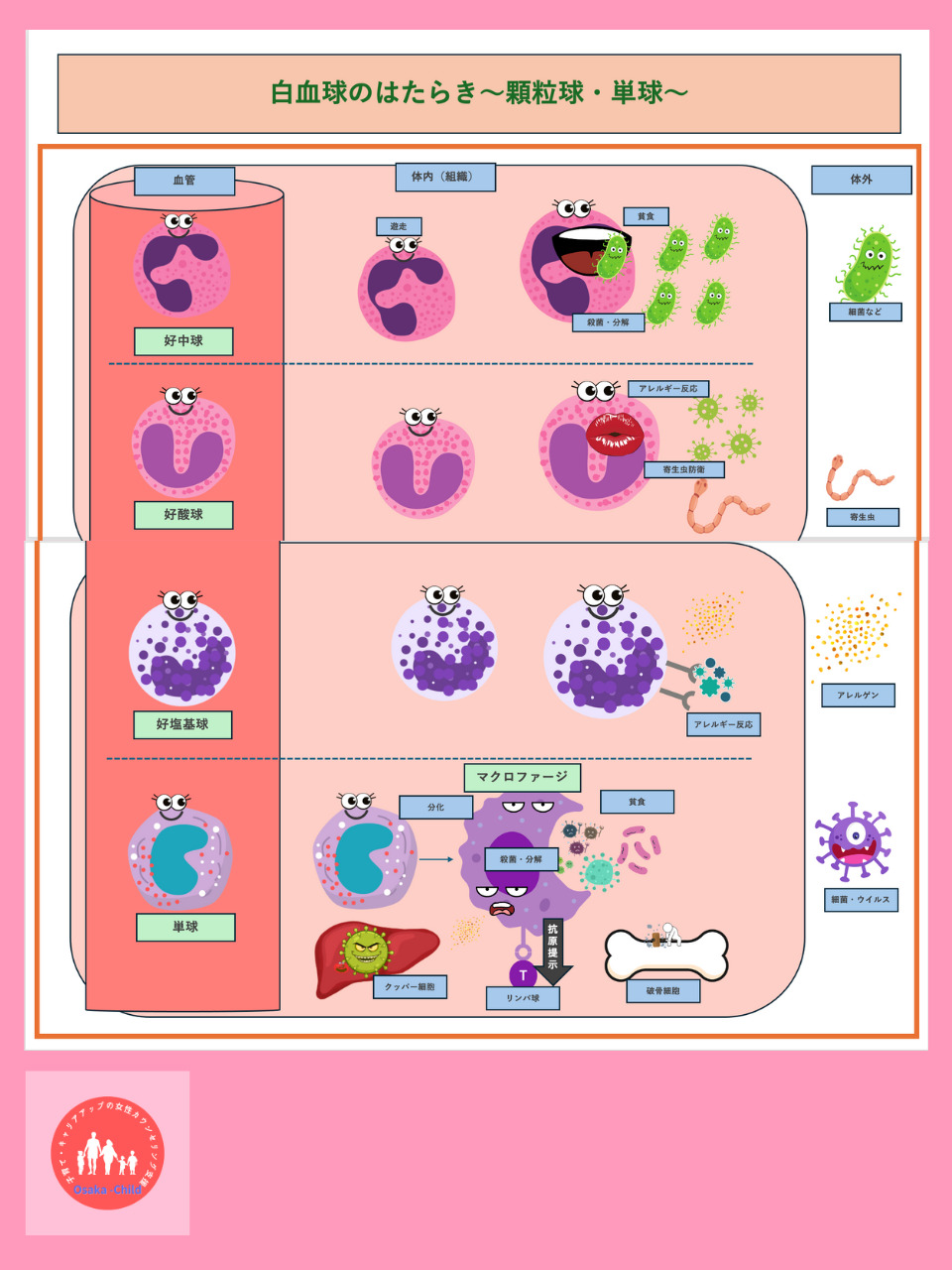 white-blood-cell-function