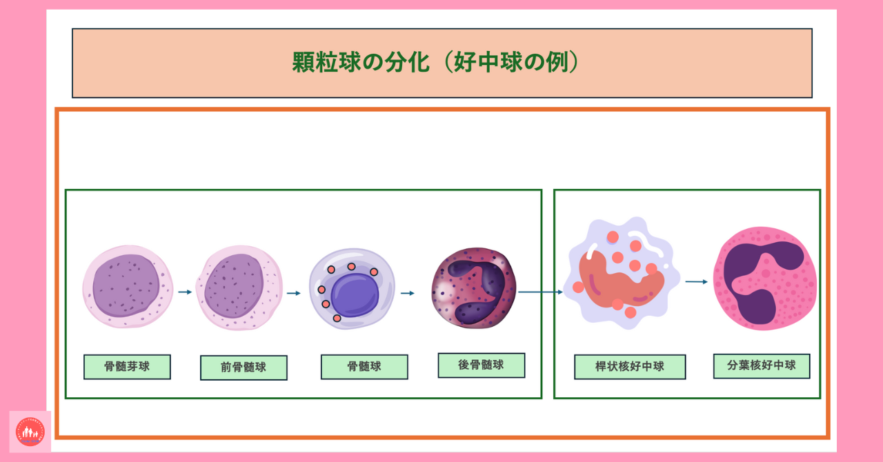 white-blood-cell-differentiation