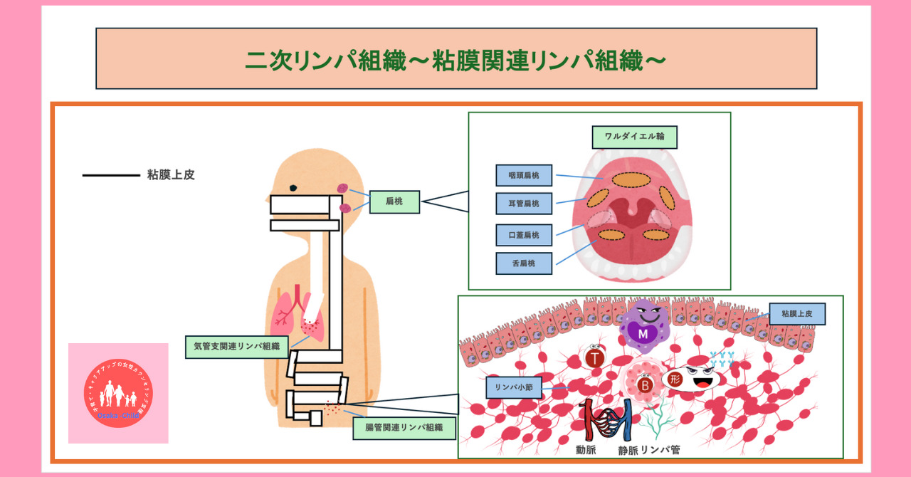 secondary-lymphoid-tissue-mucosa-associated-lymphoid-tissue