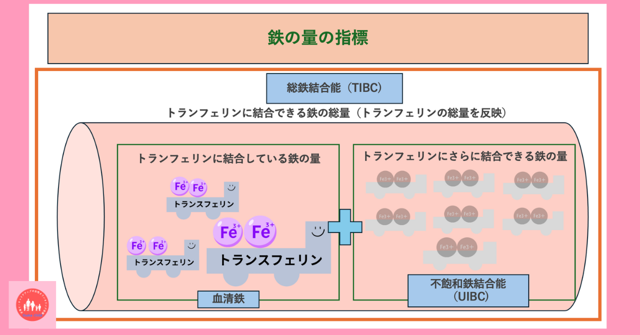 iron-metabolism-iron-level-indicators-storage