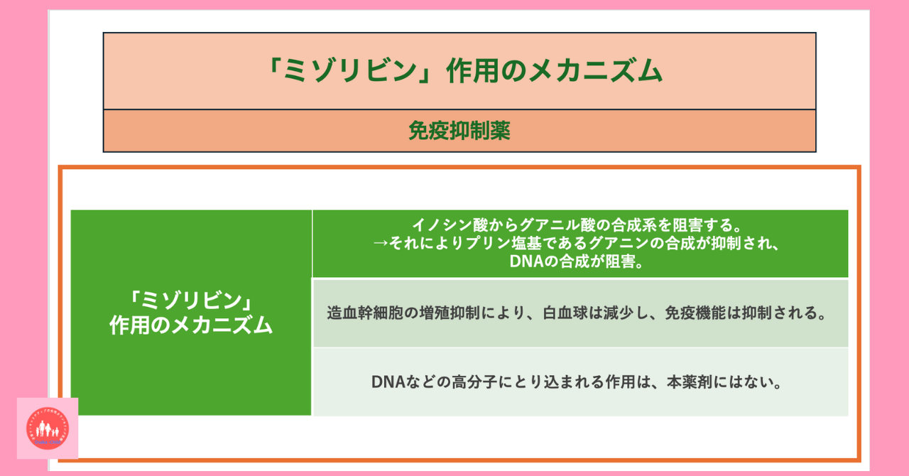 immune-system-related-drug-mizoribine