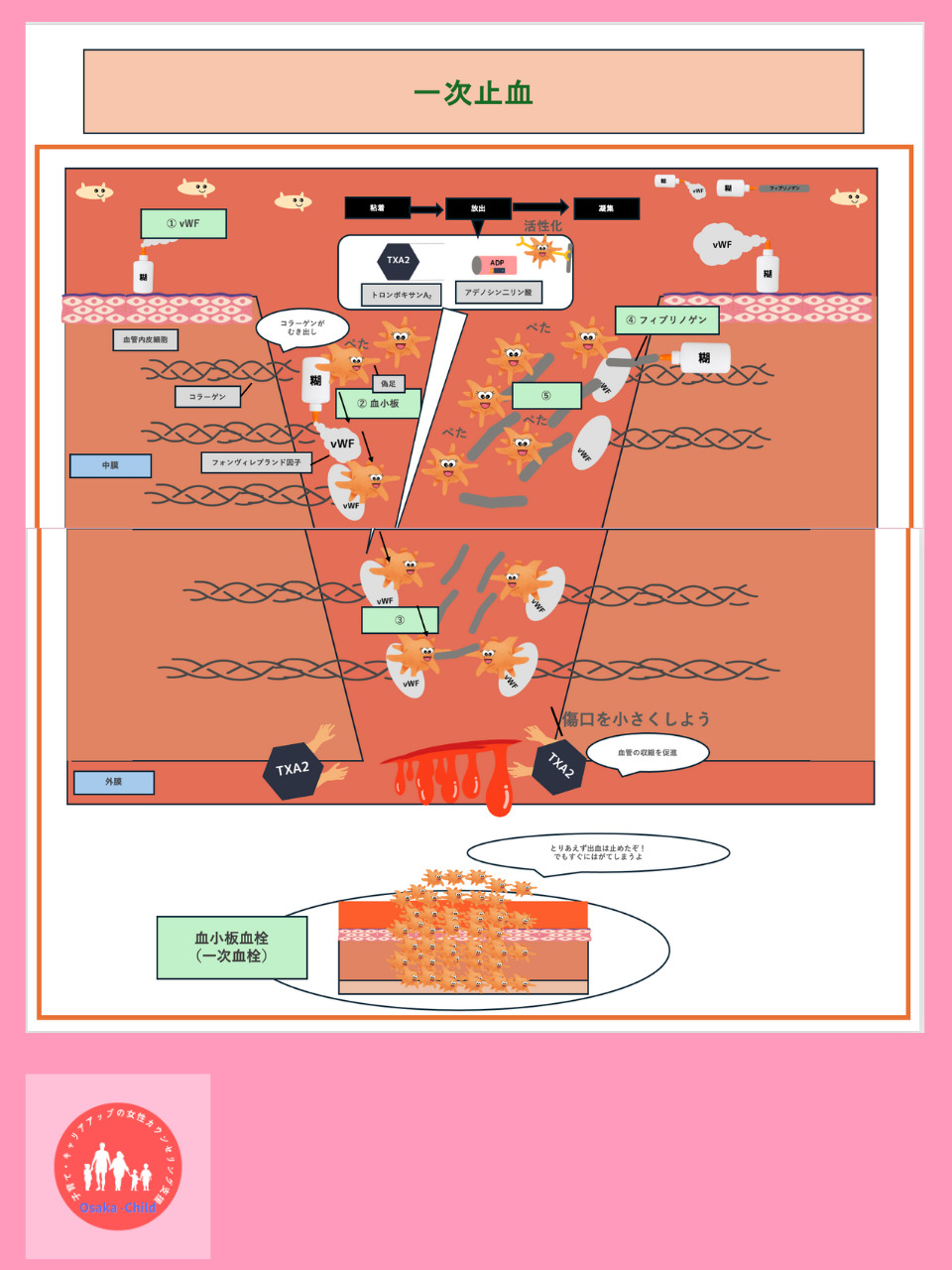 primary-hemostasis