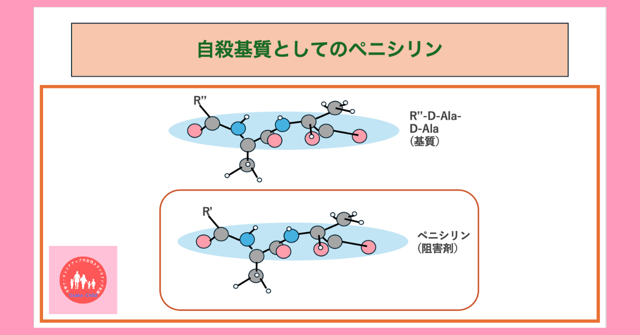 antibiotics-function-molecular-genetics