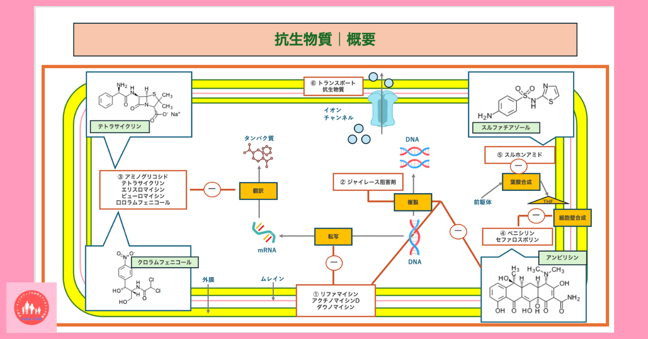 antibiotics-function-molecular-genetics