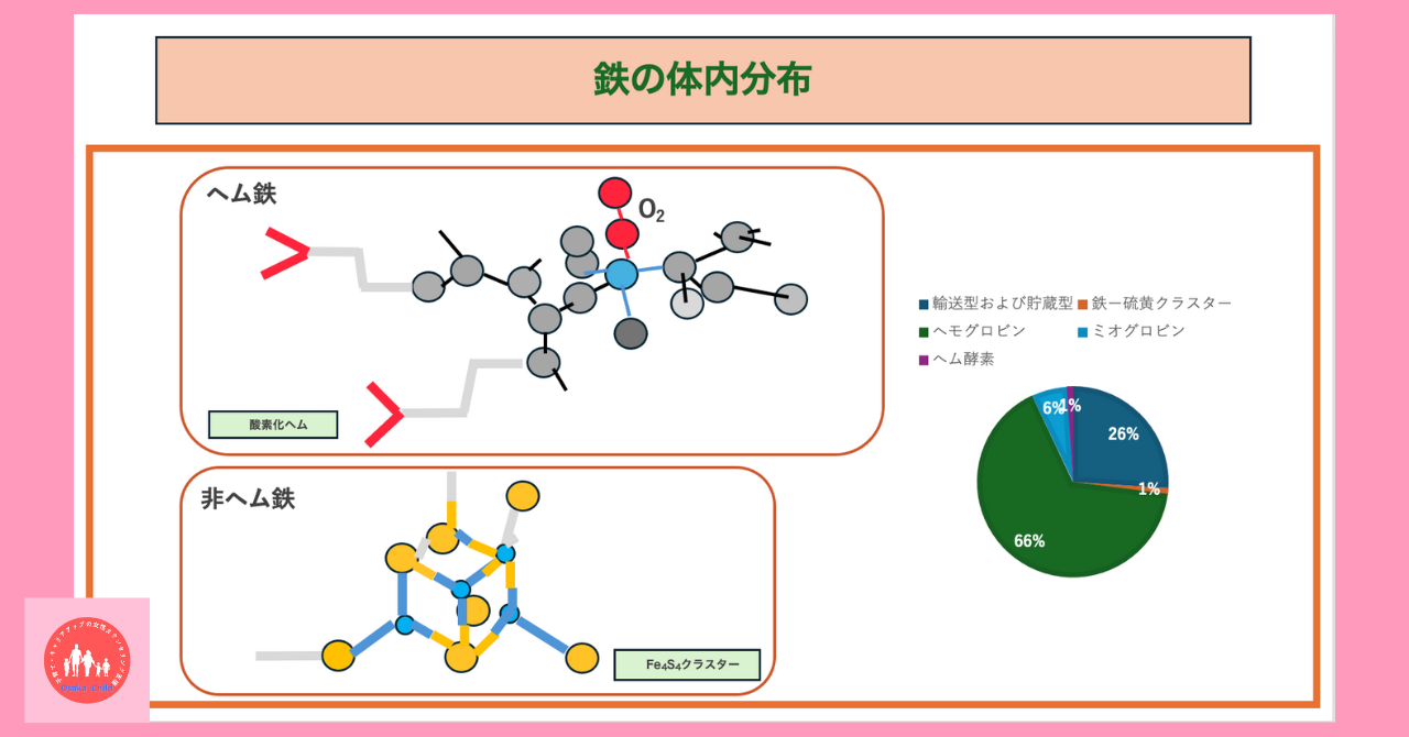 iron-metabolism-function-biochemistry