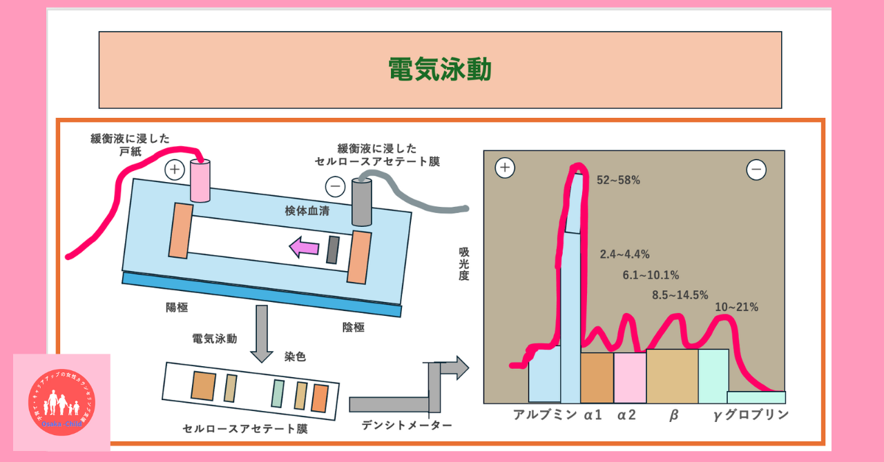 plasma-protein-function-biochemistry