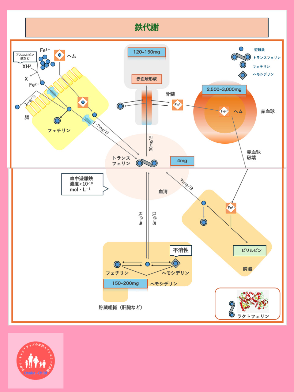 iron-metabolism-function-biochemistry