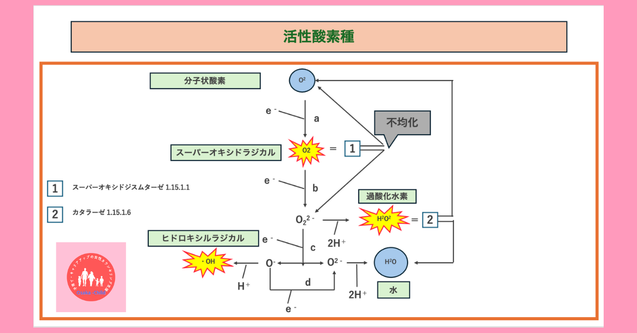 red-blood-cell-metabolism-function-biochemistry