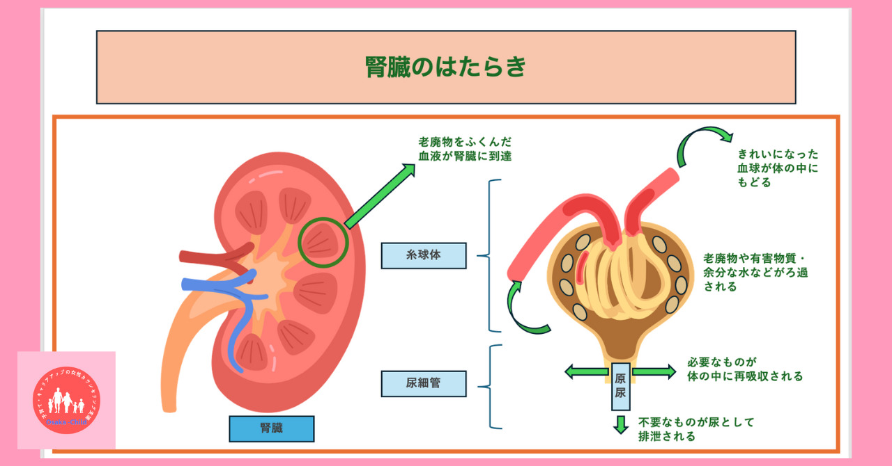 urinalysis-what-you-can-learn-urine-formation-mechanism