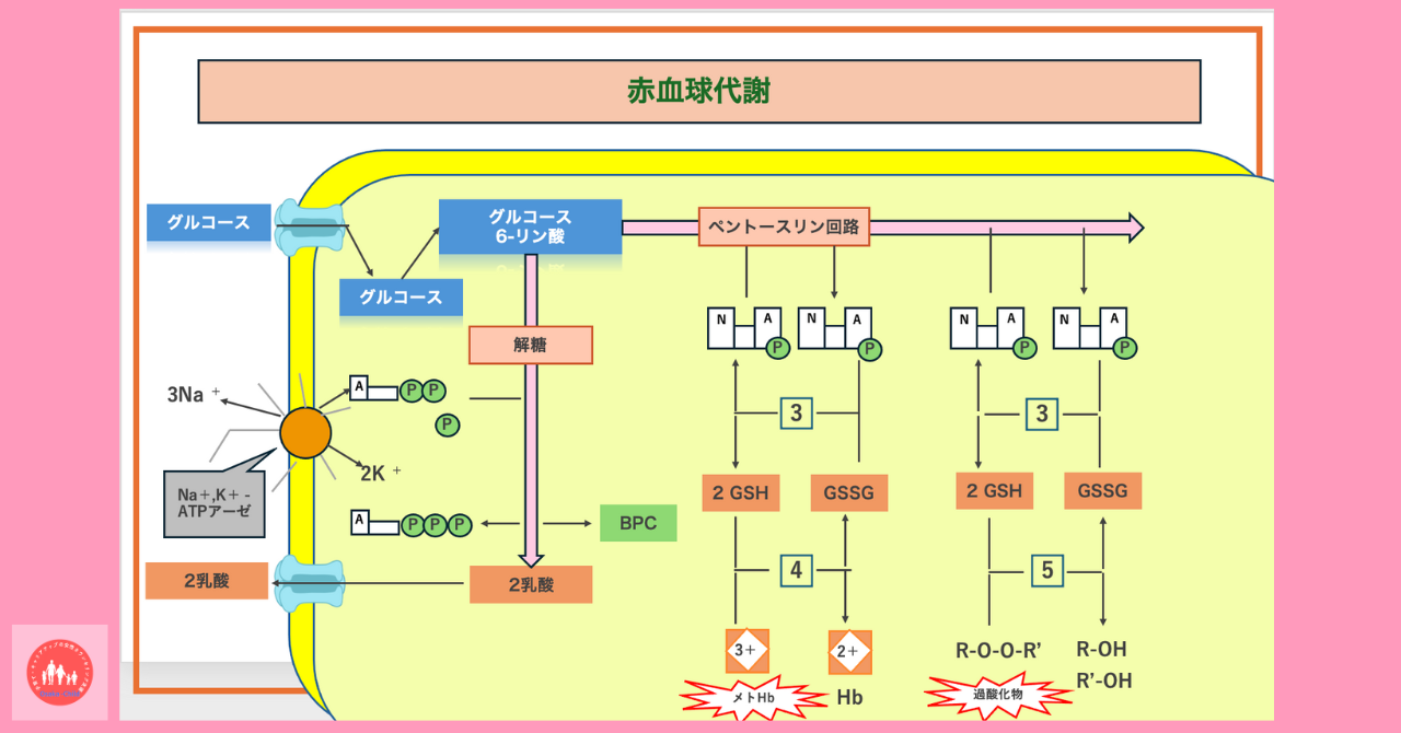 red-blood-cell-metabolism-function-biochemistry