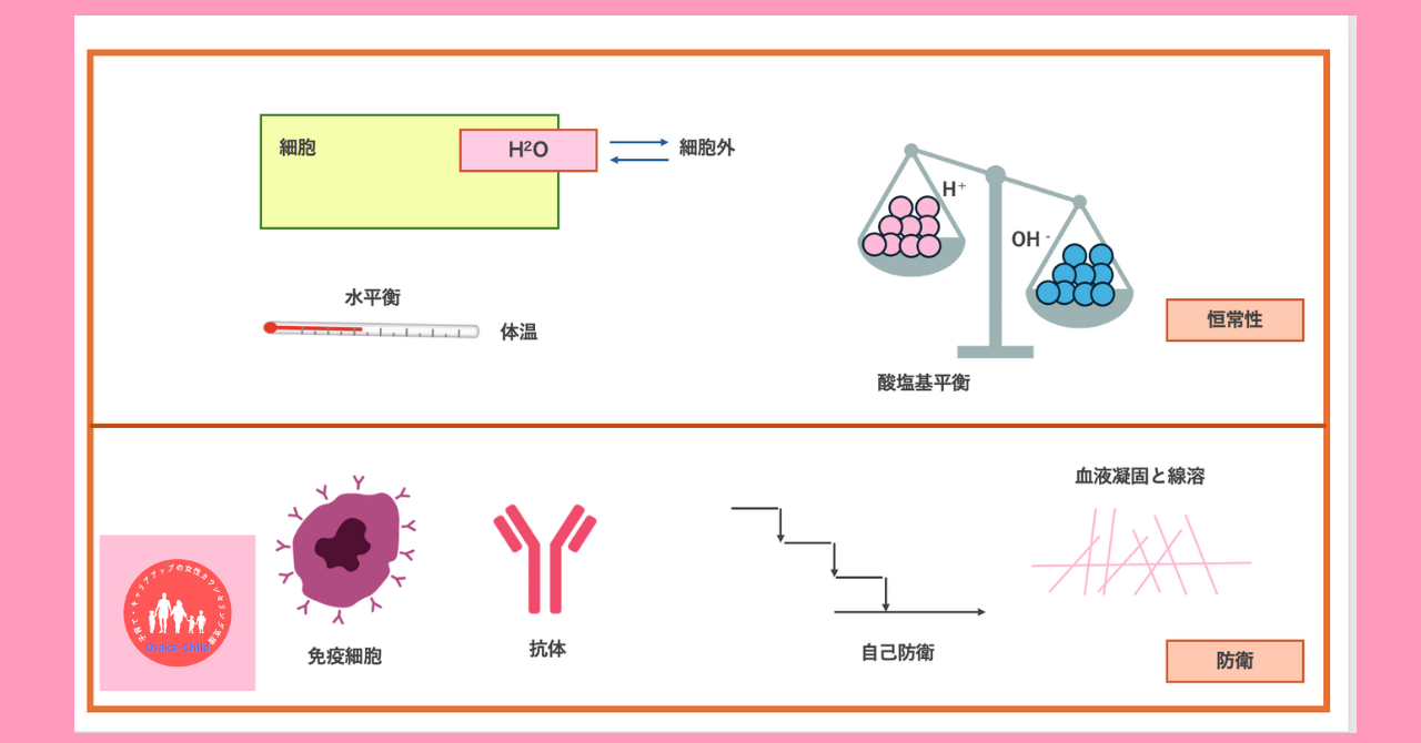 blood-components-function-biochemistry