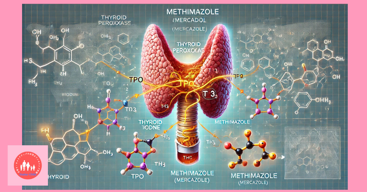 endocrine-system-related-drug-mercazole-5mg-effect-side-effect