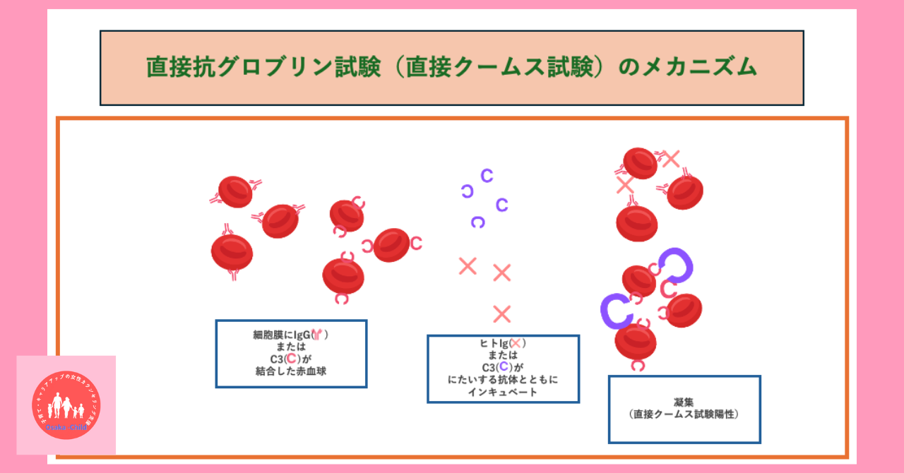 blood-test-what-you-can-learn-direct-coombs-test